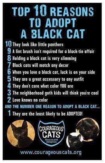 10 Reasons to Adopt a Cat