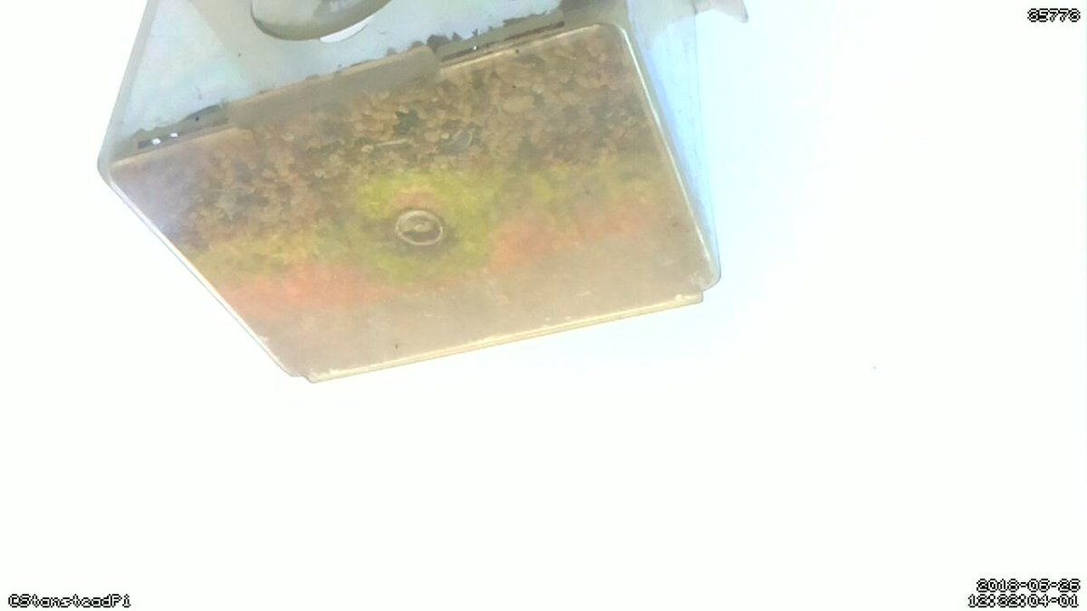StansteadPi's tweet image. Motion detected on Stanstead Abbotts bird cam! Time Tue Jun 26 12:34:06 2018 #Raspberry_Pi