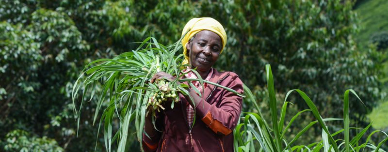 #Gender in #agriculture in sub-Saharan #Africa: excluding women from economic production means cutting labour force in half: bit.ly/2tCBqtZ