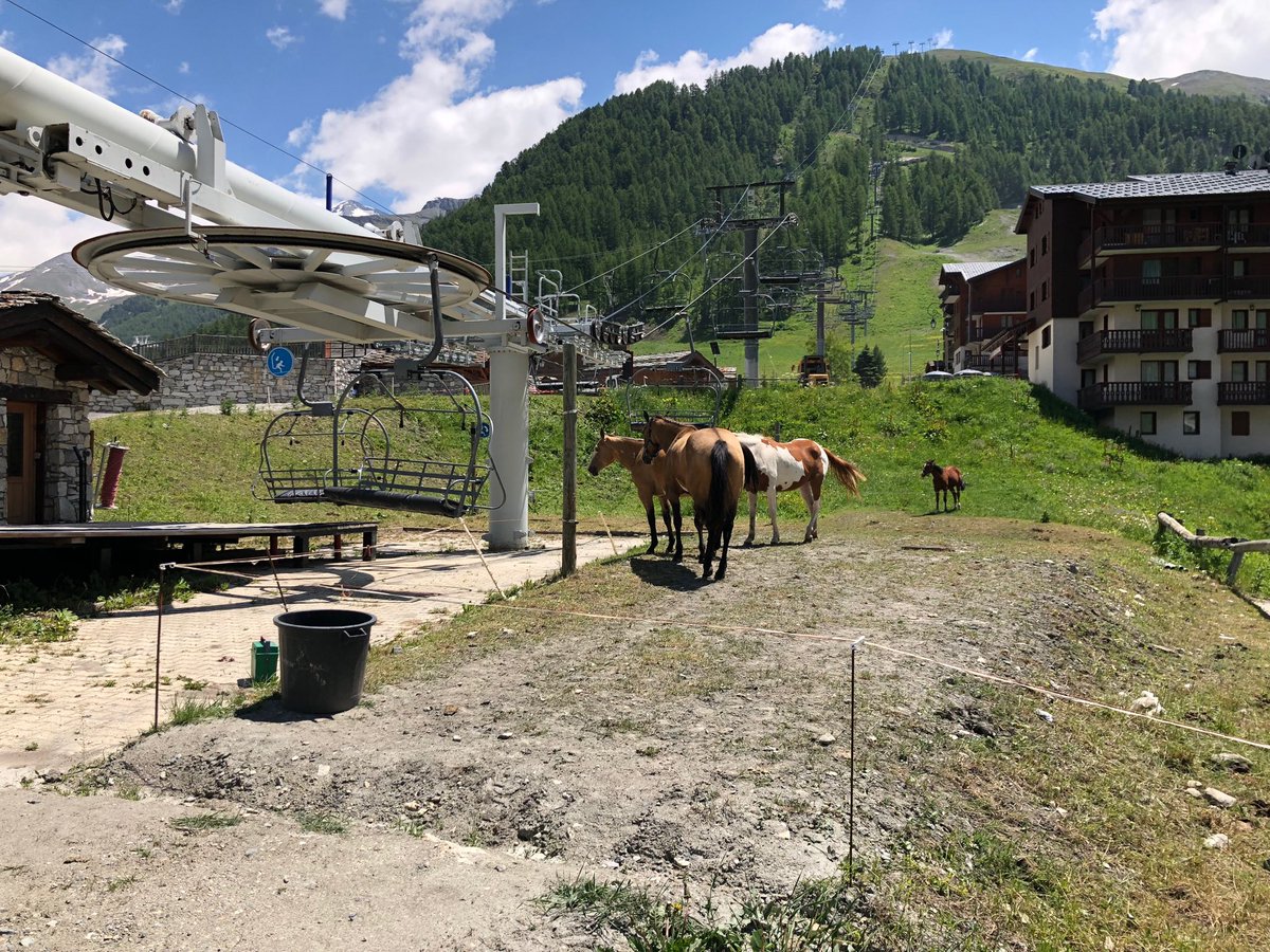 galpeg's tweet image. When the skiers are away, the horses play!