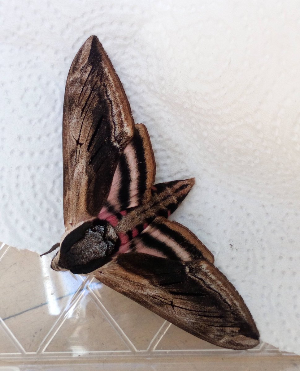 I turned up to school today to give two nocturnal animal talks, waiting for me on the wall outside was this beautiful privet hawk moth! One of our largest moth species. She came in to be the star of my show before releasing her back outside. Brilliant,