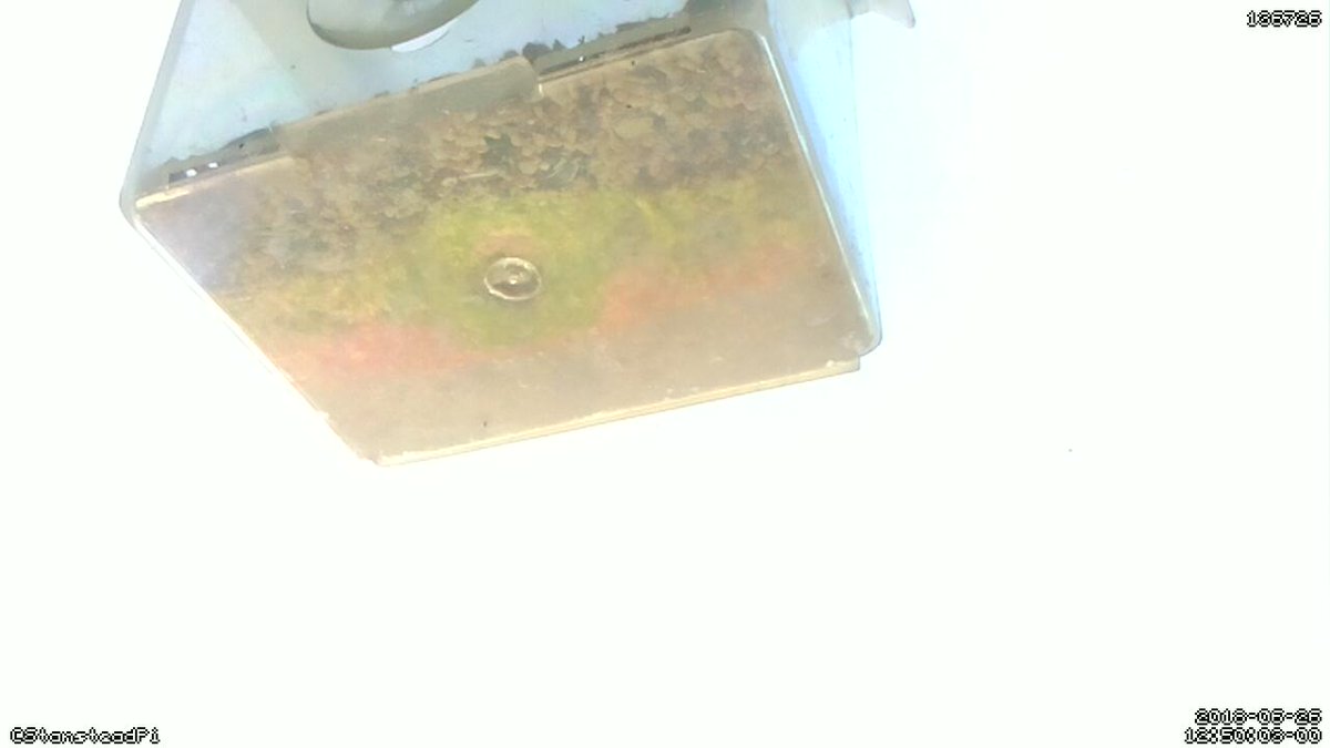 StansteadPi's tweet image. Motion detected on Stanstead Abbotts bird cam! Time Tue Jun 26 12:52:06 2018 #Raspberry_Pi