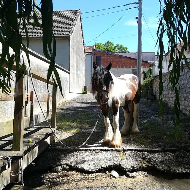 CavalierreRando's tweet photo. Bon, il est pas encore dans l'eau, mais on va dire qu'il progresse 😁 #tetedemule #poney #pony #horse #cheval #equestrian #cavalierre https://t.co/tYtl8uS7ez https://t.co/N3Q06Fy6jA