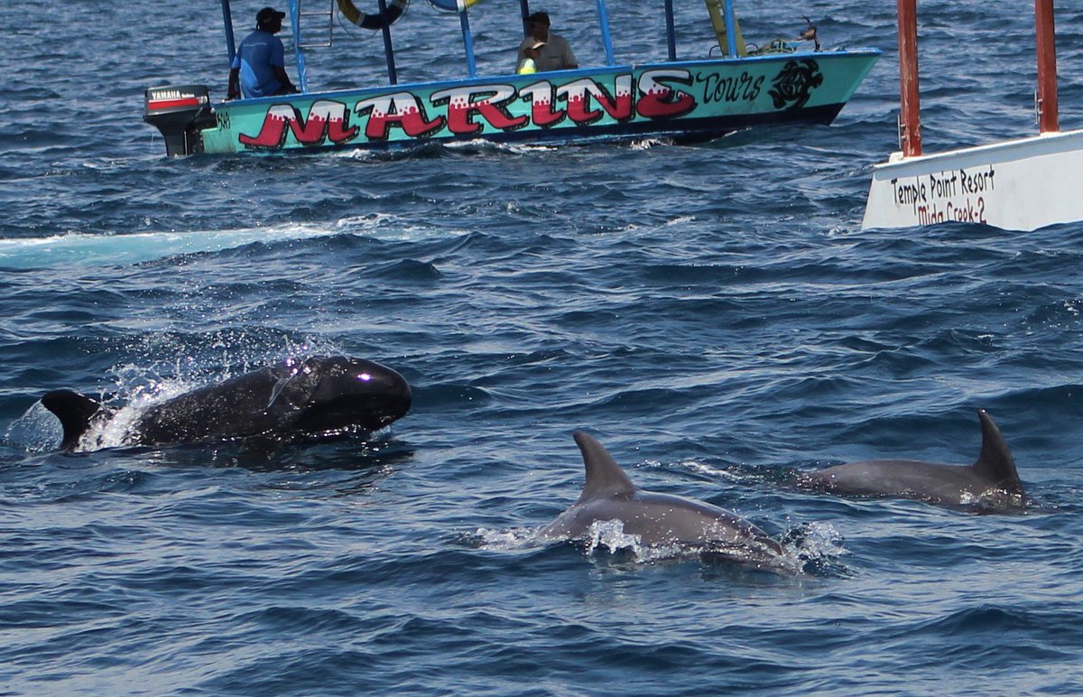 WatamuMarineAssoc. (@watamumarine) on Twitter photo Mapping the #MarineBigFive #Kenya in <a href="/AirKenyaExpress/">AirKenya Express</a>'s #NdegeMagazine bit.ly/2It3xRQ its #Citizenscience on the move for a growing tourism economy <a href="/GiraffeCenter/">AFEW Kenya - Giraffe Centre</a> <a href="/KariMutu/">Kari Mutu</a> <a href="/MGilleyM/">Gilbert Mwang'ombe M</a> <a href="/EsriEA/">Esri Eastern Africa</a> <a href="/OceansAliveKE/">Oceans Alive</a> Article <a href="/KariMutu/">Kari Mutu</a> Mapping the #MarineBigFive #Kenya in <a href="/AirKenyaExpress/">AirKenya Express</a>'s #NdegeMagazine bit.ly/2It3xRQ its #Citizenscience on the move for a growing tourism economy <a href="/GiraffeCenter/">AFEW Kenya - Giraffe Centre</a> <a href="/KariMutu/">Kari Mutu</a> <a href="/MGilleyM/">Gilbert Mwang'ombe M</a> <a href="/EsriEA/">Esri Eastern Africa</a> <a href="/OceansAliveKE/">Oceans Alive</a> Article <a href="/KariMutu/">Kari Mutu</a>