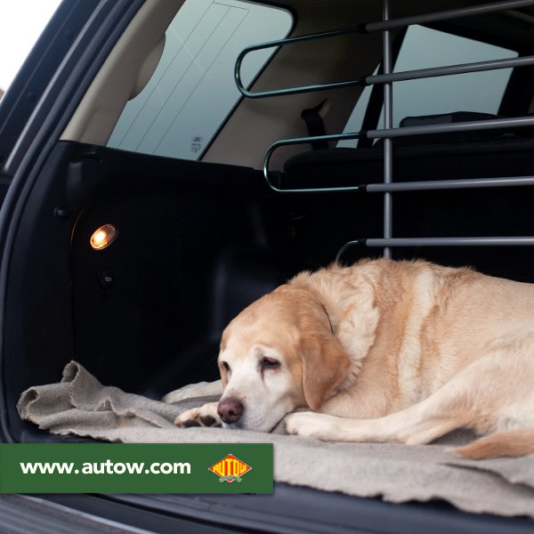 AutowWarehouse's tweet image. It may be sunny out there but we bet your dog still finds the wet mud! Keep the mess contained in the back with our range of in-car dog guards. autow.com/roof-racks/dog…