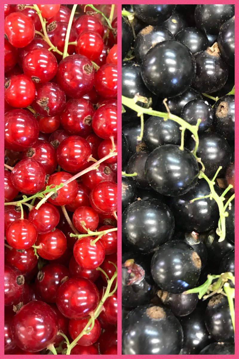 HillersFarmShop's tweet photo. Summer berries now in a Hillers!  What better way to celebrate this beautiful weather?  Summer pudding anyone?
#realtasteofsummer  #summerishere https://t.co/dD1b44mLh5