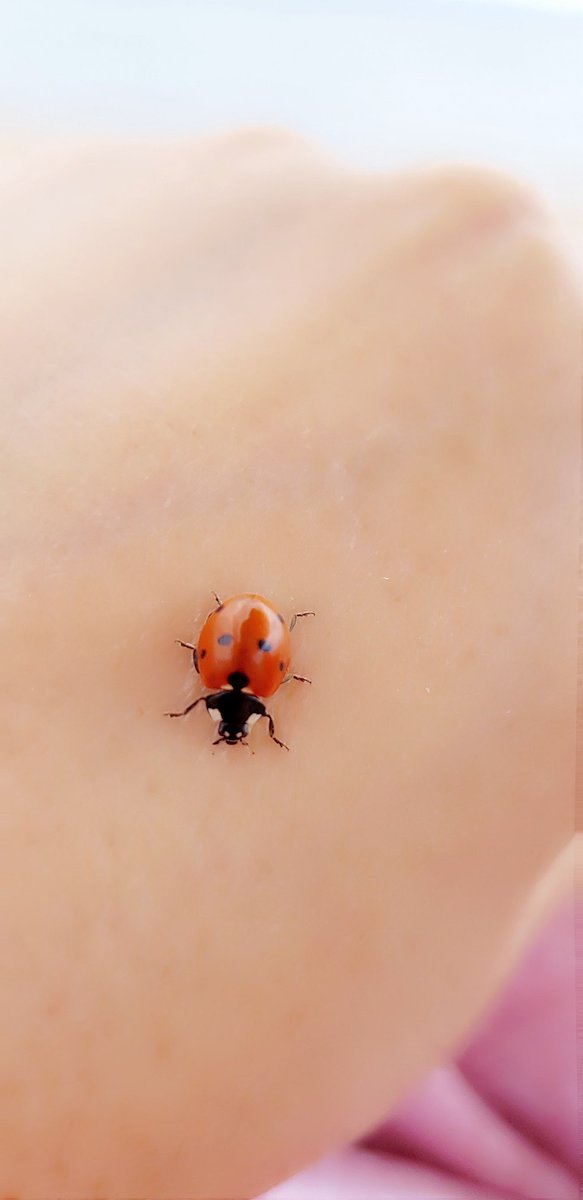tafoss22's tweet photo. Uçup elime konan bir #laydbug #ladybird bana çocukluğumu hatırlattı...Uğur getireceğine inanırdık o zamanlar...hala bekliyormuyuz uğur getirmesini acaba 🤔🐞🐞🐞🐞🐞 #uğurböceği https://t.co/032vpYDdD2