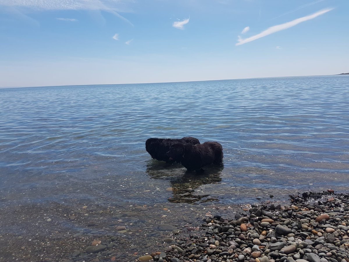 Angel Nemo Newfoundland tweet media