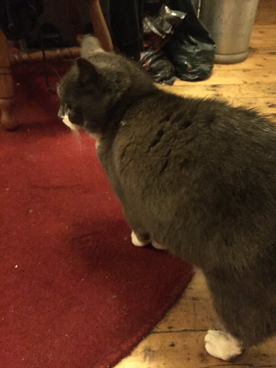 kitschiest's tweet photo. MISSING CAT
Could everyone around the Hyndland area of Glasgow (Hayburn park, Hayburn Crescent) please keep a look out for my cat Phoebe. She’s been missing since around the 20th. She’s fat, grey and friendly. Please share if you’re in the area. @CPGlasgowBranch @HyndlandStCat https://t.co/eeCMSCJyHc