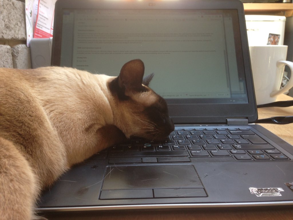 tamzinfurtado's tweet photo. Today it appears that I will be sending emails with only the letters IOPHJKLVBNM. Creative ideas welcomed. #workingfromhomechallenges #catsagainstwork #Catastrophe #catstagram https://t.co/UuSATvmhH2
