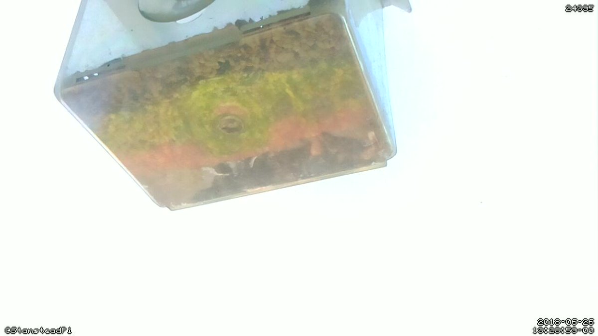 StansteadPi's tweet image. Motion detected on Stanstead Abbotts bird cam! Time Tue Jun 26 13:31:03 2018 #Raspberry_Pi