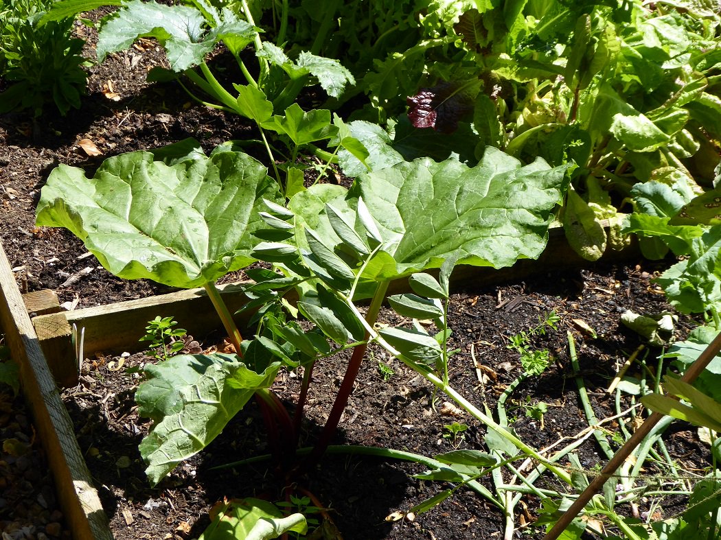 howberypark's tweet photo. Tales from the #HowberyPark community #allotments : Amelia is having great success with growing peas, although sadly the rocket has bolted! Meanwhile Rebecca is very pleased with this season's crop of rhubarb and broad beans. @nurture_ltd https://t.co/oI8kCfRMo3