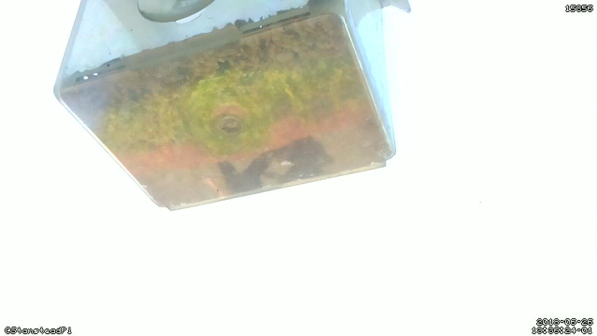 StansteadPi's tweet image. Motion detected on Stanstead Abbotts bird cam! Time Tue Jun 26 13:38:26 2018 #Raspberry_Pi