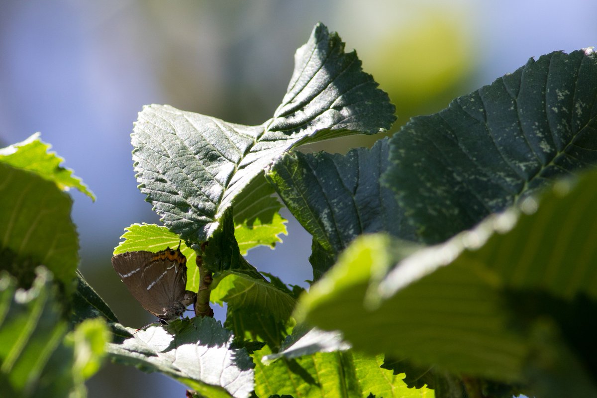 Gisteren was voor de eerste keer de zeer zeldzame iepenpage waargenomen in <a href="/GemWijchen/">Gemeente Wijchen</a>! Vanmiddag een eileggend vrouwtje kunnen fotograferen langs de Haagdoornstraat. <a href="/vlinderNL/">De Vlinderstichting</a>