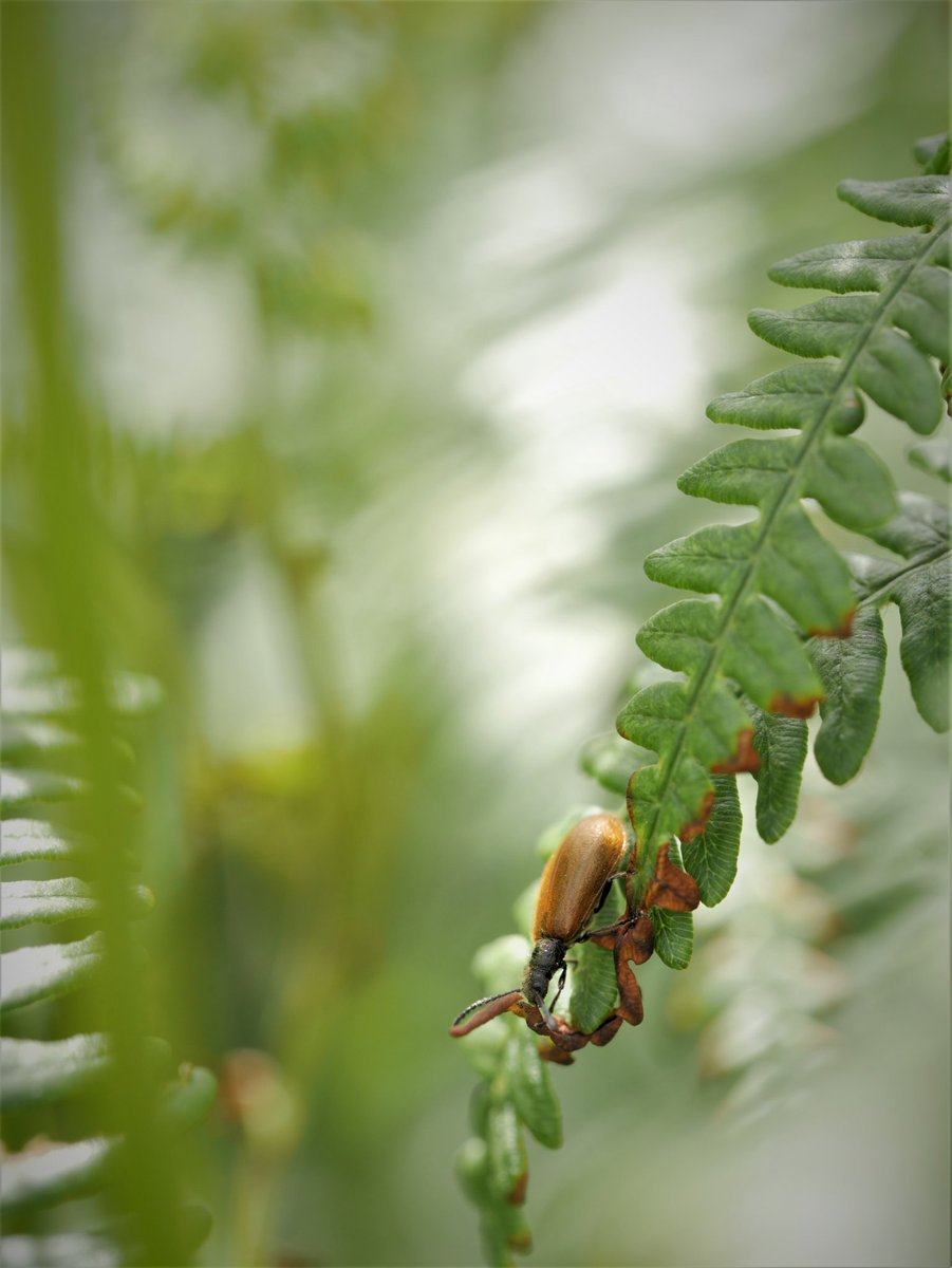 ImmediaSee's tweet image. #bugaday