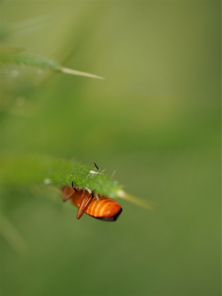 ImmediaSee's tweet image. #bugaday