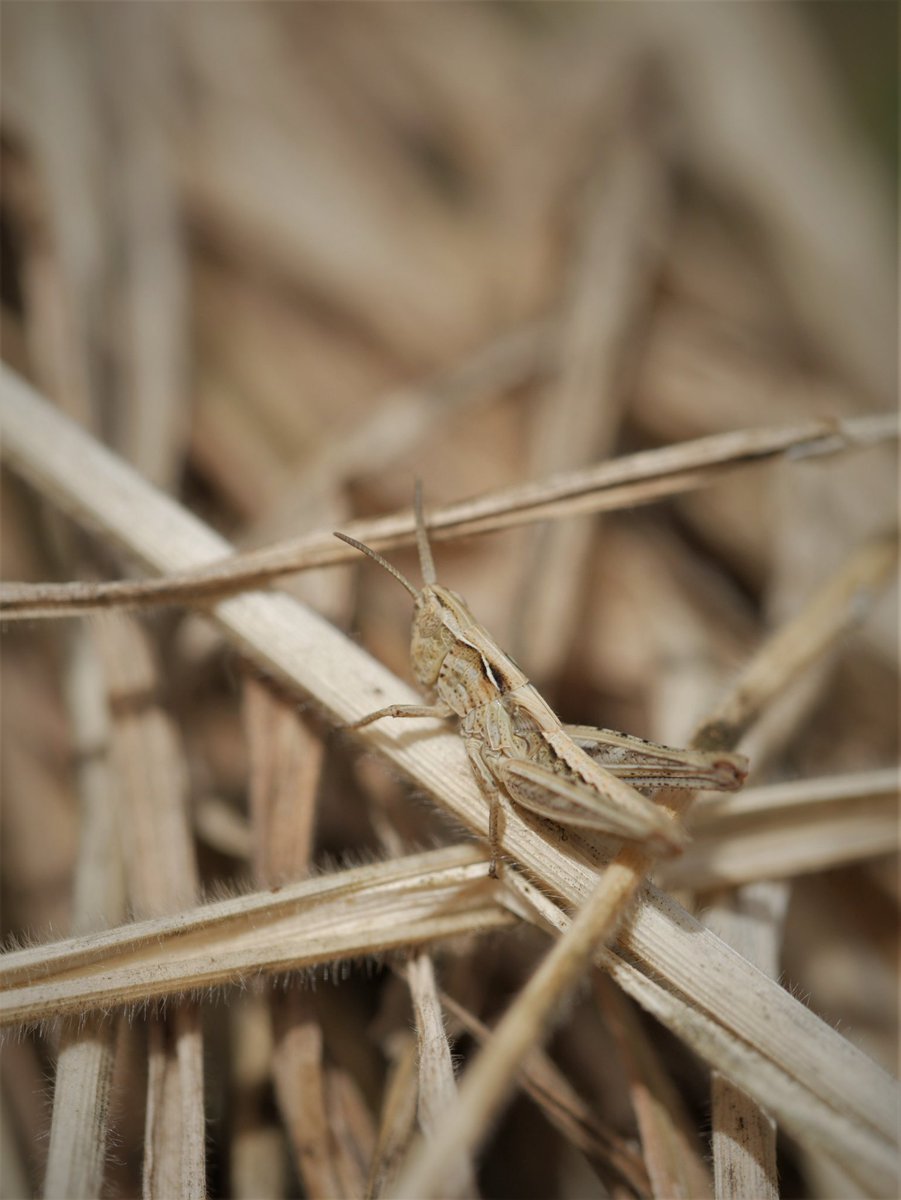 ImmediaSee's tweet image. #bugaday