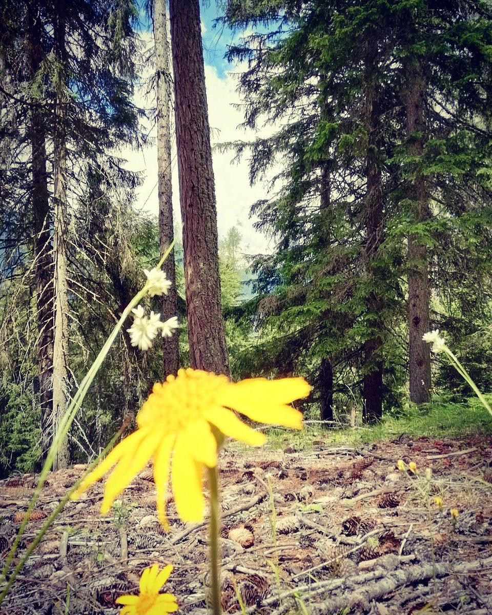 ChaletAlpenrose's tweet photo. Pensare è cercare radure in una foresta 🌲
(Jules Renard)
.

#Alpenrosehappiness #Alpenrose20th #nature #naturelovers #wildnature #dolomites #wood #woods #relax #explorethewood #feelthenature #trentino #valdisole #valdipeio https://t.co/A9HRwn9tyS