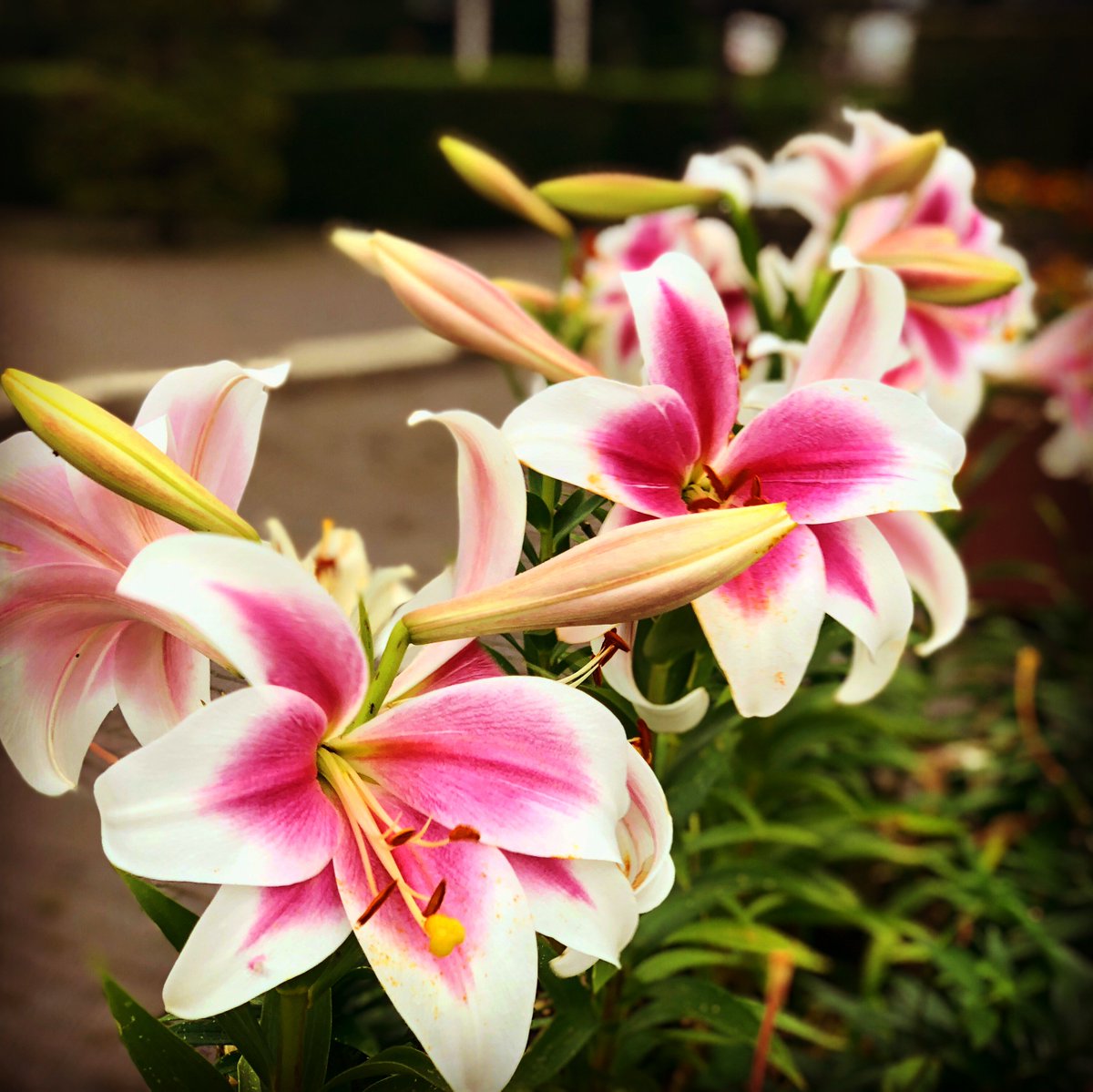 Hornets Homeunix Org V Twitter Lily Has Large Petals And Smells Strong I Feel Lily Appeals Herself Strongly I Hope I Can Appeal Myself Like The Lily 百合の話はとても大きく 匂いも強い 自己主張の強い花に感じる 自分も百合のように自己主張が強い人で Hornets Homeunix Org V Twitter Lily Has Large Petals And Smells Strong I Feel Lily Appeals Herself Strongly I Hope I Can Appeal Myself Like The Lily 百合の話はとても大きく 匂いも強い 自己主張の強い花に感じる 自分も百合のように自己主張が強い人で