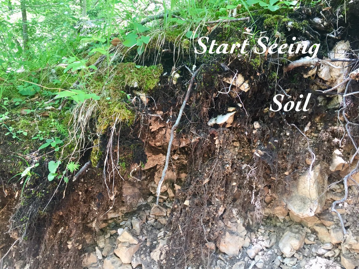 Soil is the living skin of the earth. And, like skin, it must be protected against the elements (i.e. covered with vegetation) and since it is a living ecosystem it must be fed (living roots do this). Take care of your soil &amp; it will take care of you!