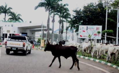 vanguardngrnews's tweet photo. Photos: Fulani herdsmen turn National Assembly to grazing land in Abuja===has been published on Vanguard News - https://t.co/l0lb1EzBiA https://t.co/IBST29SeRn