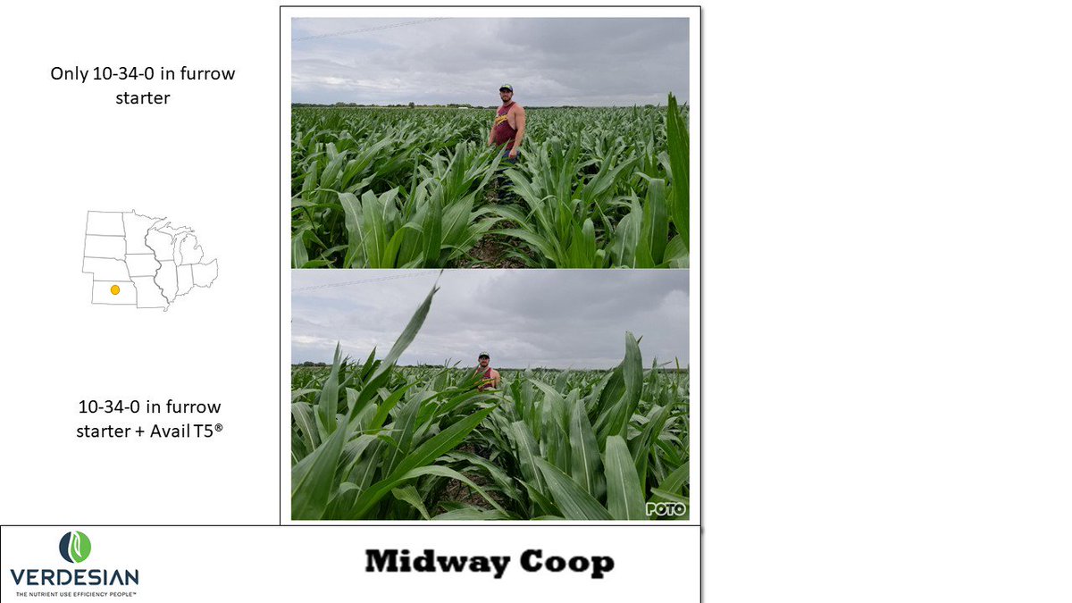 CodyRey1309's tweet photo. 🚜Planter issues or product performance?
@verdesian #AvailT5 is showing differences in size with #Kansasgrower, @AlanMickman18
✅>2000 plants #acre
✅1/4" wider leaf🍃 for greater #photosynthesis
✅Healthier plant
✅Better nodal roots down into the #soil https://t.co/uwjlny38Ic