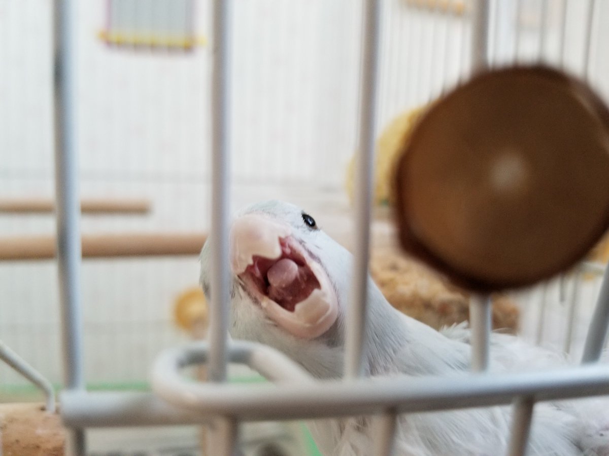 twitterひさしぶりーうひょーなんかしゃしんのせなきゃええとええと