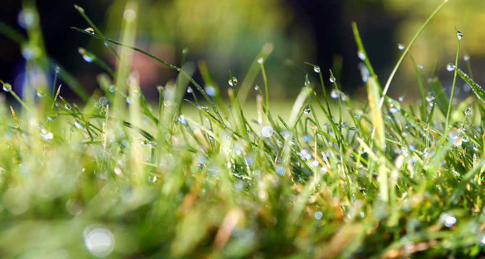 dhedges_gower's tweet photo. Get the most out of #rainfall
This relies on good #lawn maintenance. Rain is of little use if it does not penetrate where it is most needed. #ThatchControl will help maintain good water filtration through the #sward and #soil below. https://t.co/DXNWLn9HXP