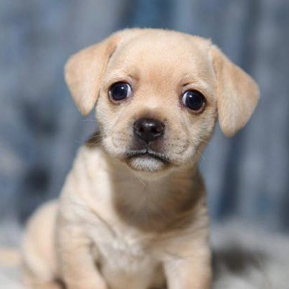 FindFureverhome's tweet photo. Nope, you’re not dreaming! This is Peanut and he’s available for adoption!
.
https://t.co/We13Om5hal
.
#adopt #adoptable #peanut #adoptdontshop #dontshopadopt #rescue #rescuepup #rescuepuppy #tinypuppy #sweetdreamhouserescue #fureverhome #adoptme #adopt… https://t.co/MAx97QXCFg https://t.co/uXs07aBpho