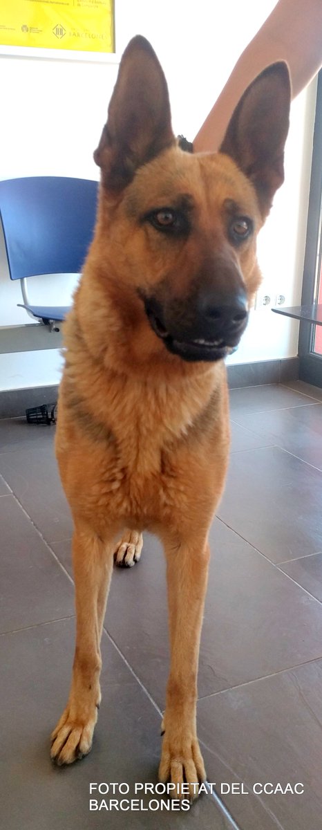 Aquesta gosseta va ser trobada ahir a Santa Coloma de Gramanet. Porta xip sense donar d'alta. Està molt ben cuidada i es molt bona. Siusplau fem difusió per intentar localitzar al seu propietari! Moltes gràcies!

#gossosperduts