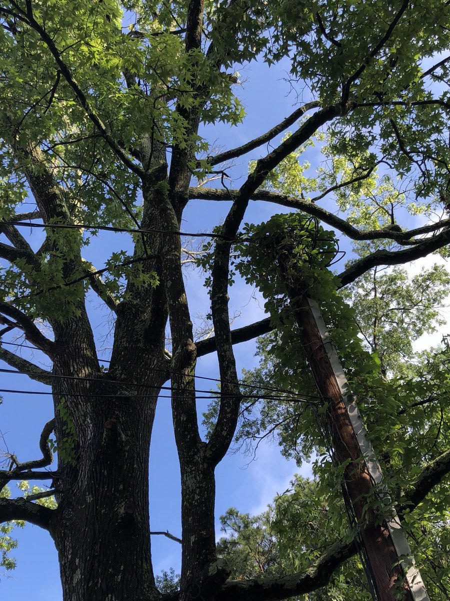 candibcross's tweet photo. @GeorgiaPower @comcast not sure who owns these lines but some limbs are a storm away from taking them out. https://t.co/ZlpCHzl9wB