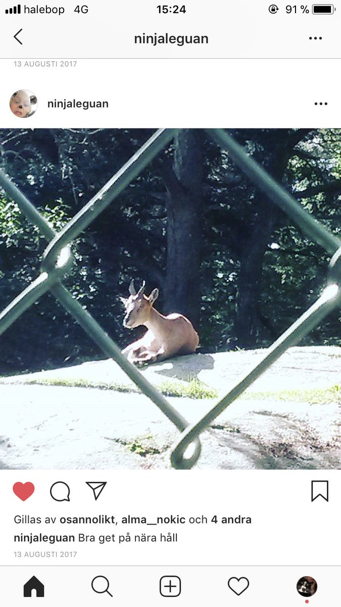 skitcreddig's tweet photo. min 8 åriga kusins instagram är det bästa jag vet. han är så liten??? skriver så mycket skumt???? mår så bra varje gång han lägger upp något https://t.co/iCPMo0F2bC