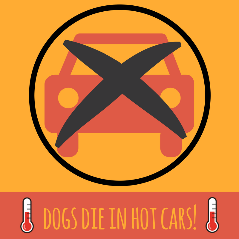 GenconAllin1's tweet photo. With the HOT weather set to continue well into the week remember one of the most important elements of dog ownership is protecting your dog from overheating in the car. #responsibledogowners #hotdog
@RSPCA_official @yourdog @GoodVetGuide  @The_Blue_Cross @DogsTrust https://t.co/cuMXPt2yYl