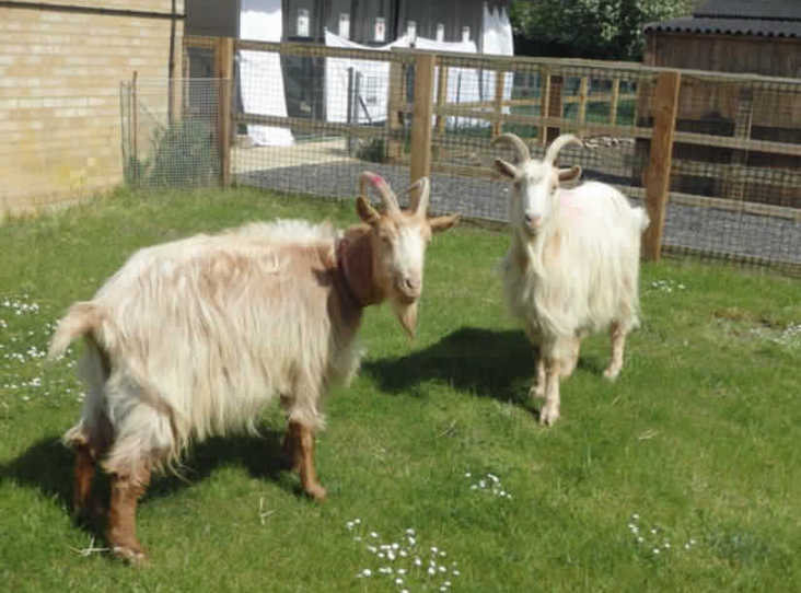 rehomepetsuk's tweet photo. #Goats Thumper &amp; Bambi at @RSPCABlockFen Thumper and Bambi are #goldenguernseygoats, they are around 7 years old, and they have both been castrated. https://t.co/eocN3PueU8 https://t.co/aGfIPZ6ZxU