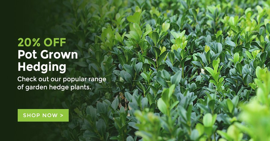 bowhayestrees's tweet image. Get 20% OFF Potted Hedging Plants whilst stocks last.
#laurelhedging #boxhedging #yewhedging #griselinia #photinia #berberis #hedgingplants #gardenhedging
bit.ly/bowhayeshedging