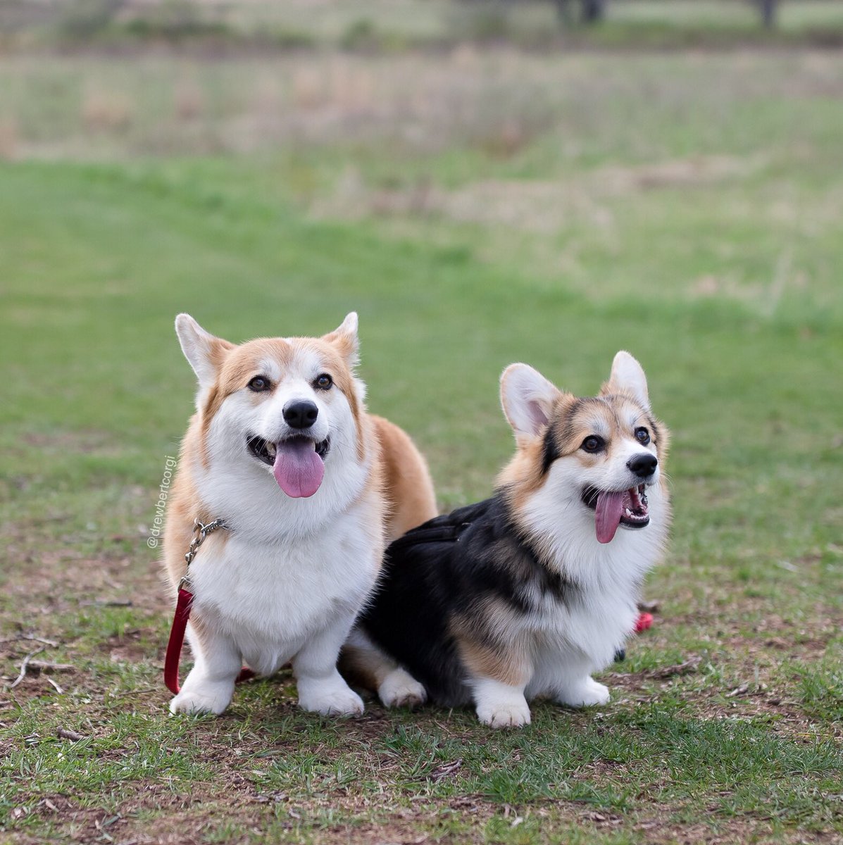 drewbertcorgi's tweet photo. Me: Every life is precious and has a place in nature.
Also Me: *sees a tick* Okay, burn it all down.
#Drewbert #Naturebert #ItsMonaTime #ToDerp https://t.co/ynBgFnyeLT