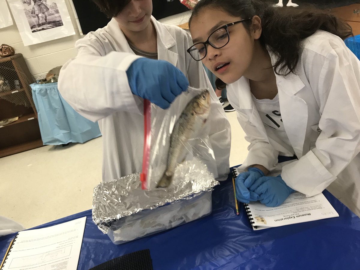 MsStiles_EDU's tweet photo. The best, and most smelly, day of #STEMCamp - we love insulating menhaden! #lcpsstem #KidsDeserveIt https://t.co/VOlM4Tf65d