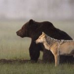 種を越えた友情!　狼と、ある大型動物との驚きの共同生活が発見される!