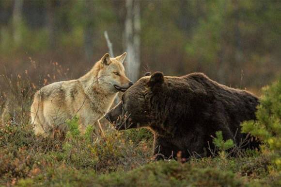 種を越えた友情!　狼と、ある大型動物との驚きの共同生活が発見される!
