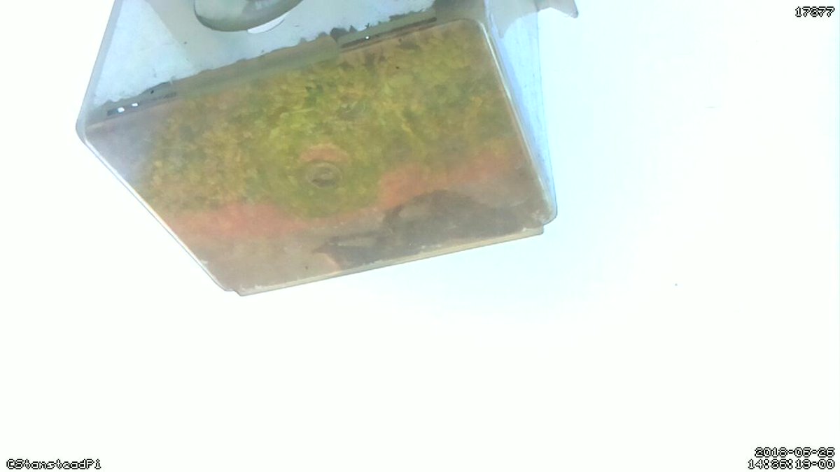 StansteadPi's tweet image. Motion detected on Stanstead Abbotts bird cam! Time Tue Jun 26 14:38:21 2018 #Raspberry_Pi