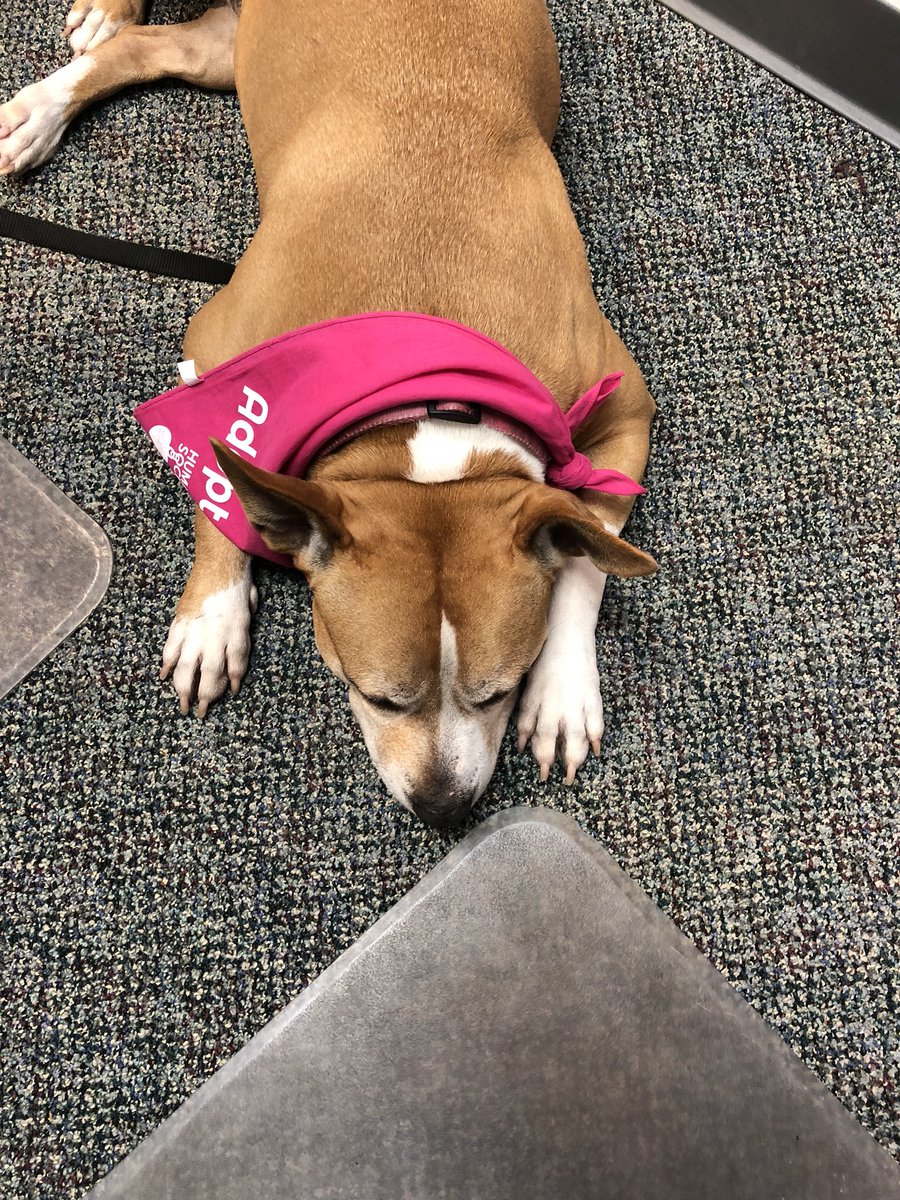 Oh the places you can go when you’re waiting for your forever home. Raja is taking a nap at 100.5 The River after being on tv and radio! Raja is a sweetheart and up for adoption now!