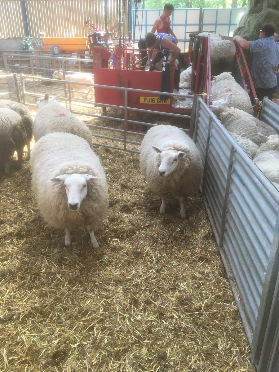 Walkermoorlands's tweet image. Hoggs now shearlings.
#warmish