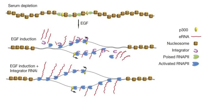 ShiekhattarLab's tweet photo. #Integrator navigates enhancers with #RNApolII and cleaves the 3' end of #enhancerRNA. @nature
https://t.co/6FiVLw1enM https://t.co/np4r8vJxFy