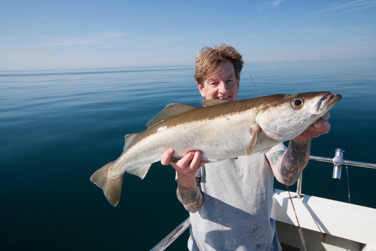Yesterday was pollocks! #lyme Bay #sea fish #sea fishing #Dorset #jurassic coast #pollock #Pot Luck