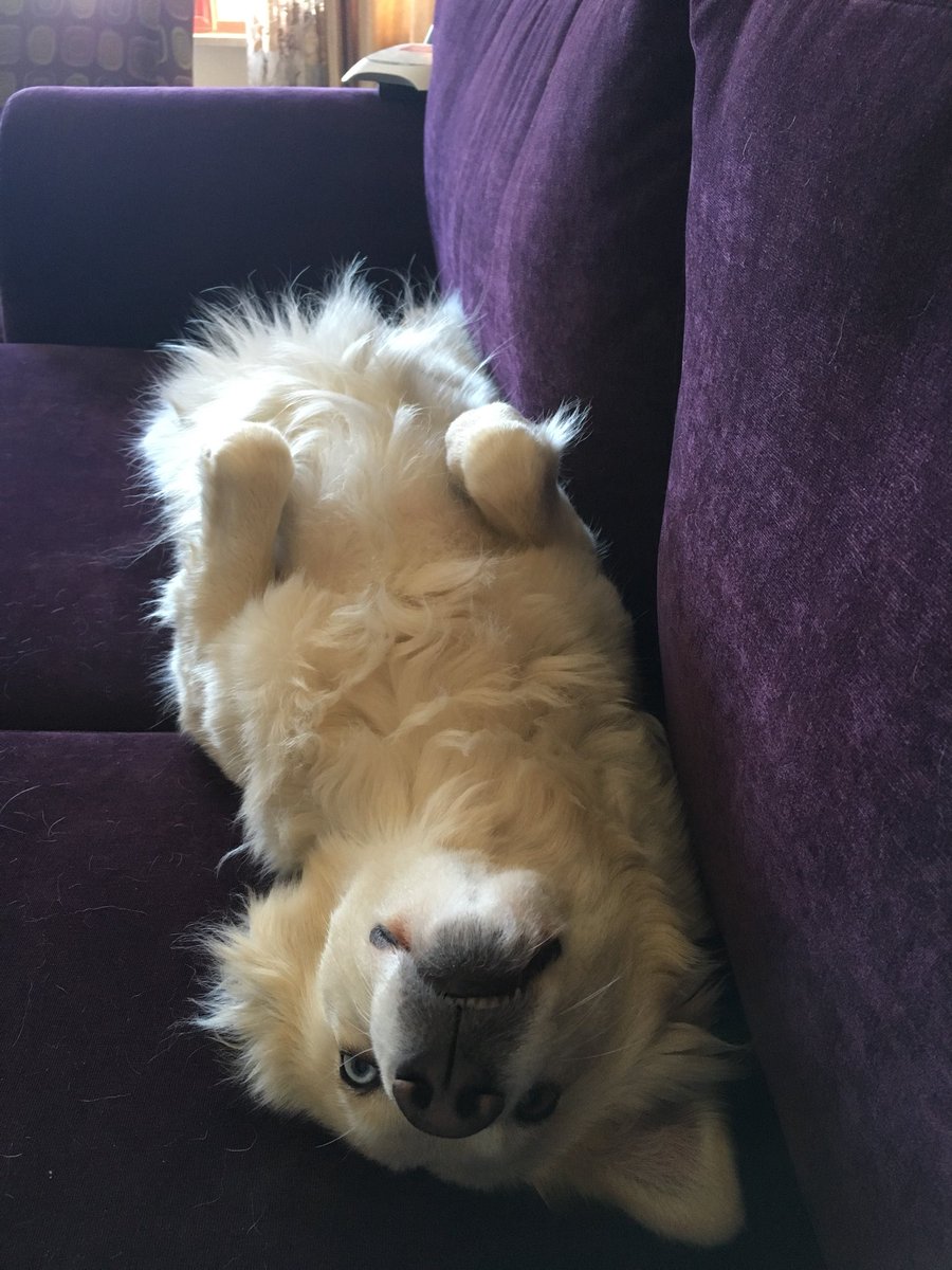 KhaldiHanan's tweet photo. @dog_rates please rate Cookie https://t.co/caRd1oc0zf