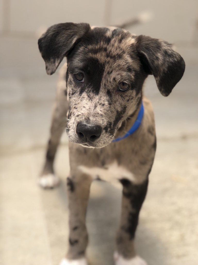 Through the end of the month, your donation will be matched dollar for dollar! Donations help St. Hubert’s with everything from daily care to emergency response and are vital to our mission. You can donate on our website here: sthuberts.org/matchinggift