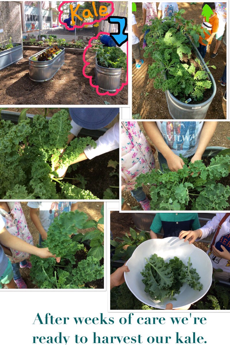 FionaCopley's tweet photo. Today all of the kindies visited the Outdoor Classroom to harvest and eat the kale they grew. Out of 67 kids only 3 said "I don't like it." Others had 2nds and 3rd helpings! https://t.co/Juv3Y80iCi