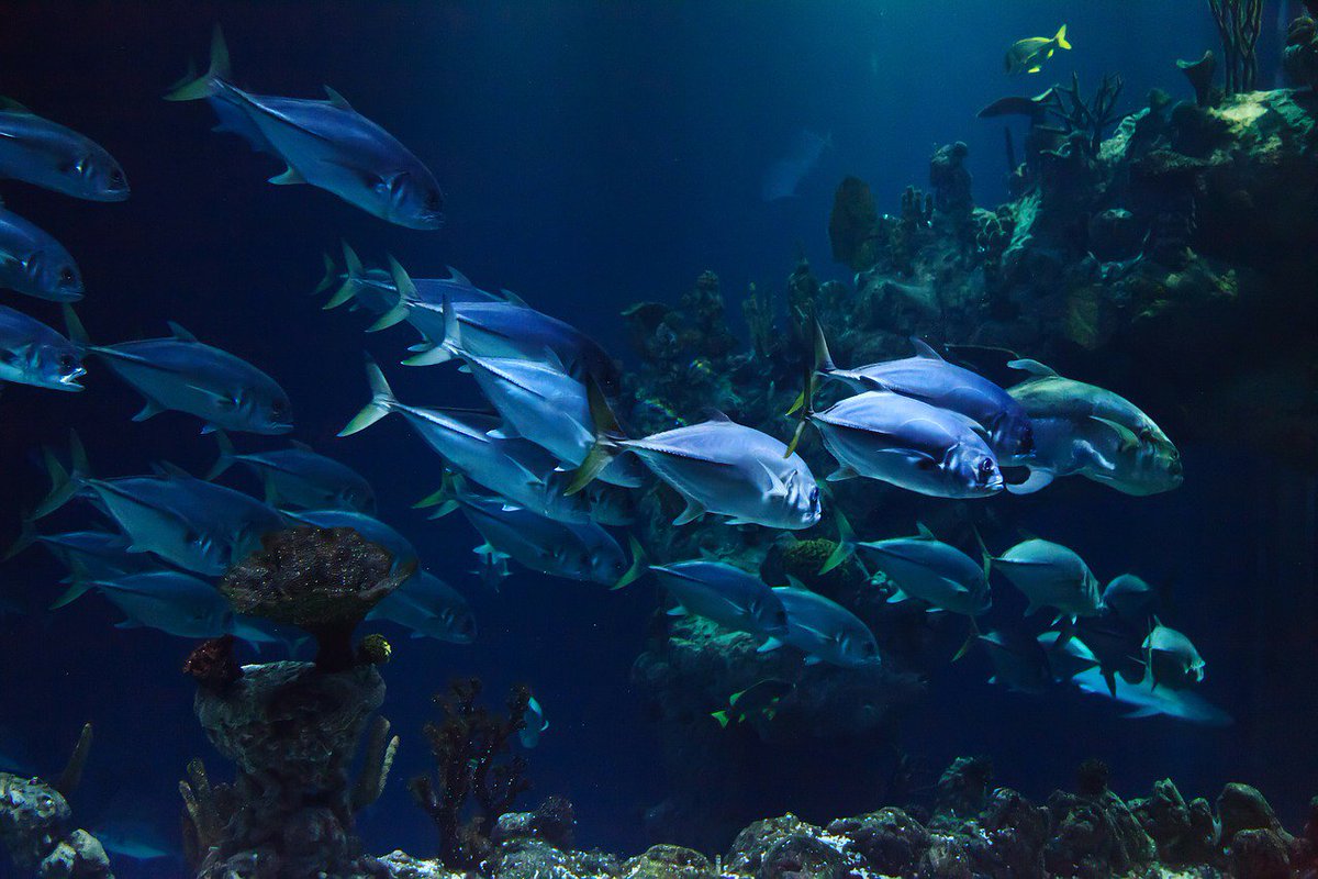 ctlcv1's tweet photo. Congress votes soon on a bill that could threaten our oceans and increase the risk of overfishing. Tell your Representative to VOTE NO on HR 200!

https://t.co/Fu4VPLmwEv https://t.co/q1eYAXe12x