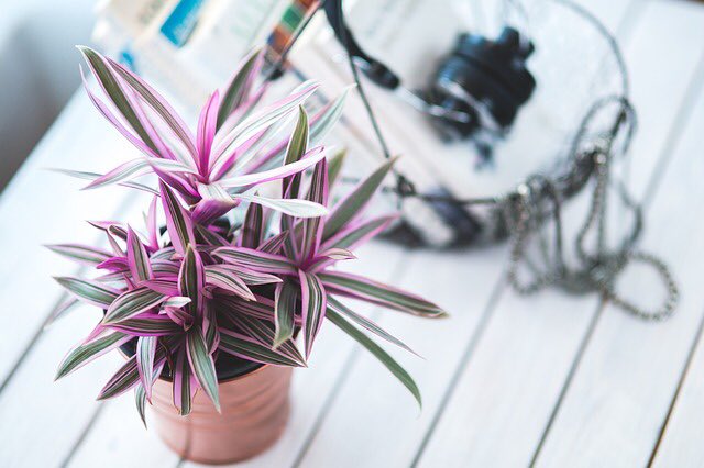 🌱 A beautiful plant is like having a friend around the house. #happysummerdays #summerisfun #urbangardening #indoorplants #summer18 #cactuslovers #succulentlovers