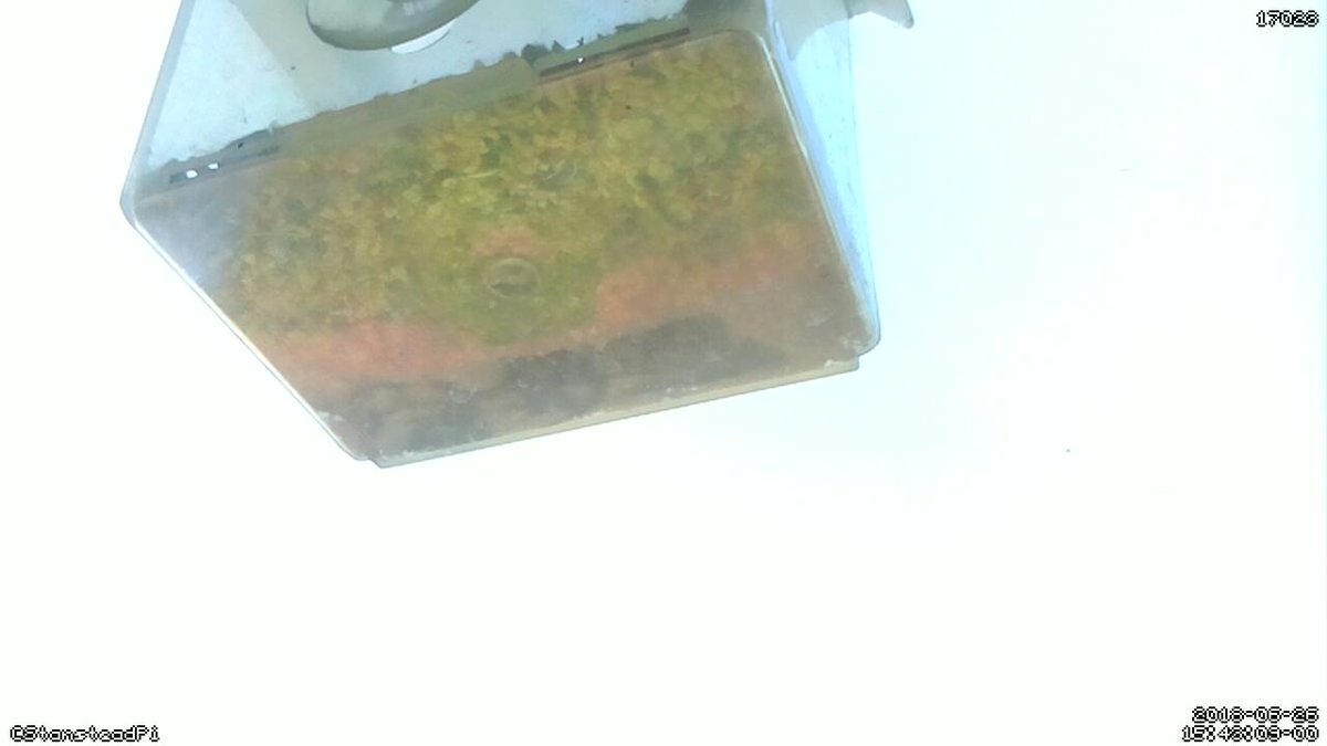StansteadPi's tweet image. Motion detected on Stanstead Abbotts bird cam! Time Tue Jun 26 15:45:11 2018 #Raspberry_Pi